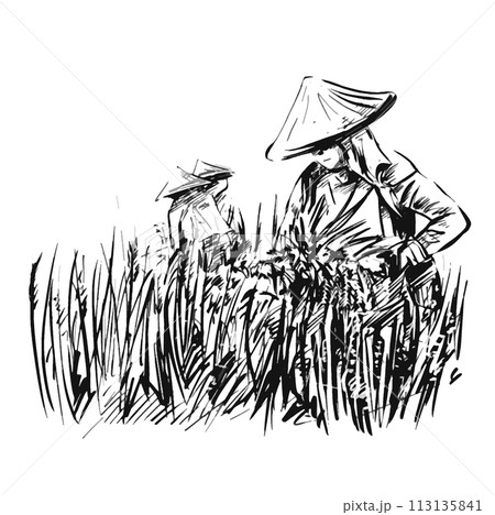 Drawing of Rice harvesting on a plantation in Vietnam 113135841