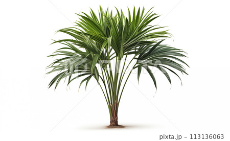 Lady Palm 113136063