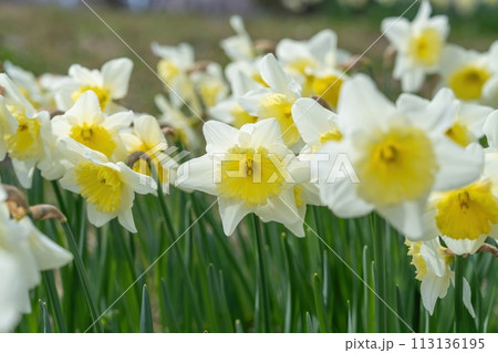 光を浴びて輝く満開の淡い黄色い水仙 113136195
