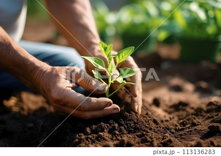 Small Plant Into The Ground - Hands Planting Young Tree With Sunlight And Flare Effects Small Plant Into The Ground - Hands Planting Young Tree With Sunlight And Flare Effects 113136283