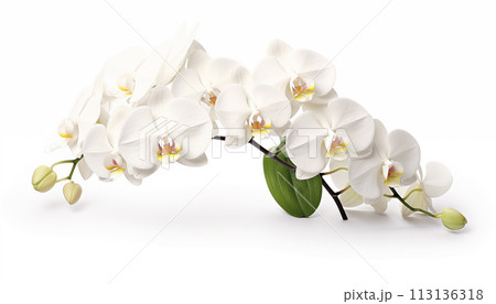 white Orchid white Orchid 113136318