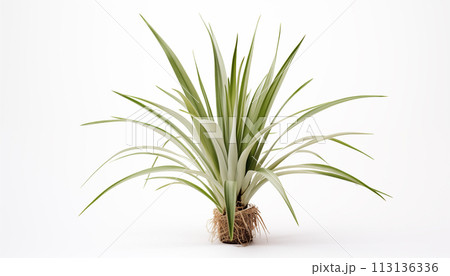 Yucca plant with its sharp sword-like leaves Yucca plant with its sharp sword-like leaves 113136336