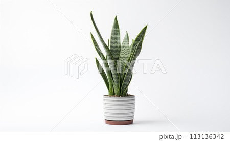 A Snake Plant Sansevieria known for its tall upright 113136342