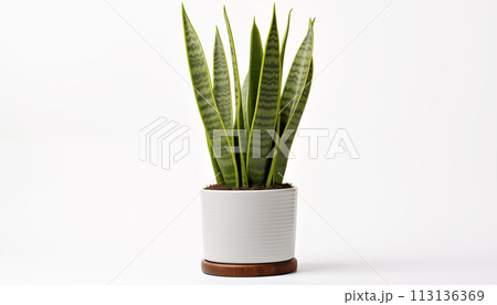 A Snake Plant Sansevieria known for its tall upright A Snake Plant Sansevieria known for its tall upright 113136369