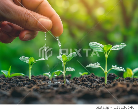 A farmer's hand gently waters a young sprout, symbolizing growth, care, and sustainability in agriculture 113136540