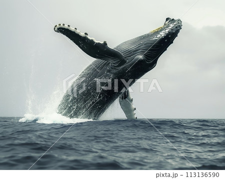 A Majestic Humpback Whale Breaching 113136590