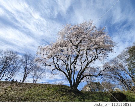 鉢形城の桜 エドヒガンザクラ 鉢形城の桜 エドヒガンザクラ 113136852