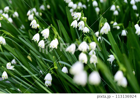 一面のスノーフレーク 一面のスノーフレーク 113136924