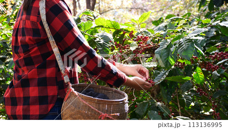 Coffee plant farm woman Hands harvest raw coffee beans. Ripe Red berries plant fresh seed coffee tree growth in green eco farm. Close up hands harvest red seed in basket robusta arabica plant farm. 113136995