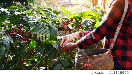 Coffee plant farm woman Hands harvest raw coffee beans. Ripe Red berries plant fresh seed coffee tree growth in green eco farm. Close up hands harvest red seed in basket robusta arabica plant farm. 113136996