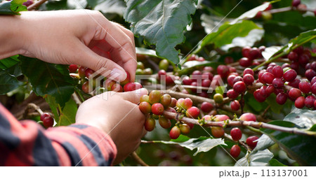 Coffee plant farm woman Hands harvest raw coffee beans. Ripe Red berries plant fresh seed coffee tree growth in green eco farm. Close up hands harvest red seed in basket robusta arabica plant farm. 113137001
