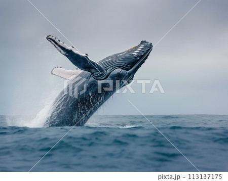 A Majestic Humpback Whale Breaching A Majestic Humpback Whale Breaching 113137175