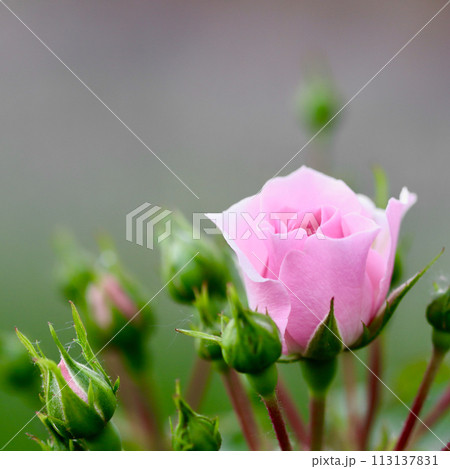 Soft pink rose Bonica with buds in the garden. Perfect for background of greeting cards 113137831
