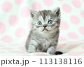 生後1ヶ月の子猫 113138116