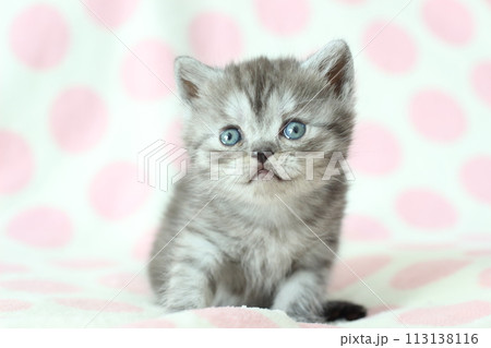 生後1ヶ月の子猫 113138116