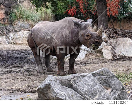 草を食べるサイ 113138264