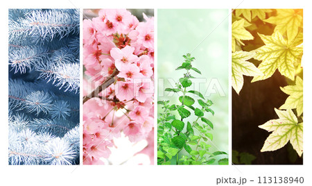 Four seasons of year. Set of vertical nature banners with winter, spring, summer and autumn scenes. Nature collage with seasonal scenics. Copy space for text 113138940