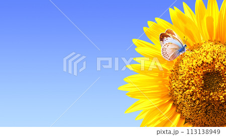 Butterfly on sunflower on sunny blue sky background. Horizontal agriculture summer banner with sunflower and butterfly. Organic food production. Oilseed crop. Copy space for text 113138949