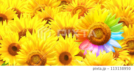 To be yourself, to be unique. Not like most. A field of yellow sunflowers and one colorful sunflower. Individuality, stand out from crowd, creative idea, be a different, independence concept To be yourself, to be unique. Not like most. A field of yellow sunflowers and one colorful sunflower. Individuality, stand out from crowd, creative idea, be a different, independence concept 113138950