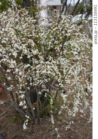 ゆきやなぎ ゆきやなぎ 113138991