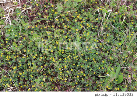 早春の野原に咲くコメツブツメクサの小さな黄色い花 113139032