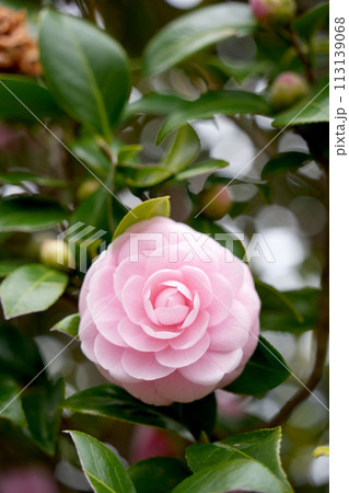 ツバキの花 113139068