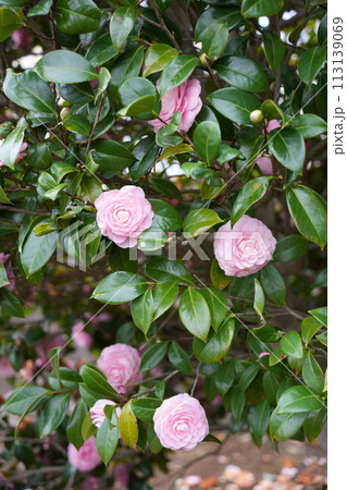 ツバキの花 113139069