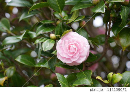 ツバキの花 ツバキの花 113139071