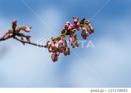 桜 染井吉野(そめいよしの)の蕾 113139085