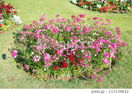 red flowers in the garden. 113139632
