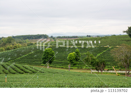 CHIANG RAI, THAILAND - DECEMBER 22, 2023 CHIANG RAI, THAILAND - DECEMBER 22, 2023 113139702