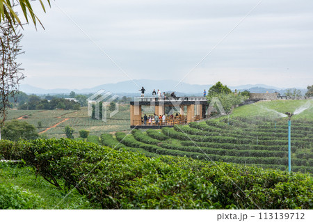 landscape view of choui fong tea plantation with blue sky at  Chiangrai province, Northern of Thailand 113139712