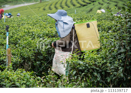 Worker picking tea leaves in  Choui Fong tea plantation, at  Chiangrai province, Northern of Thailandce, Northern of Thailand 113139717