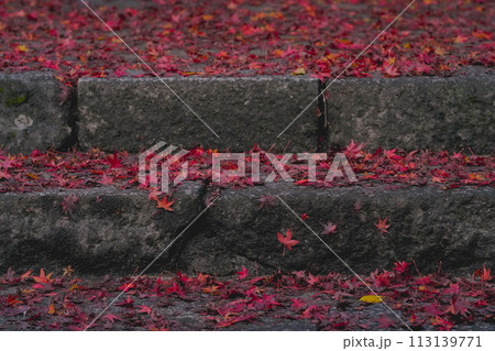 紅葉 紅葉 113139771