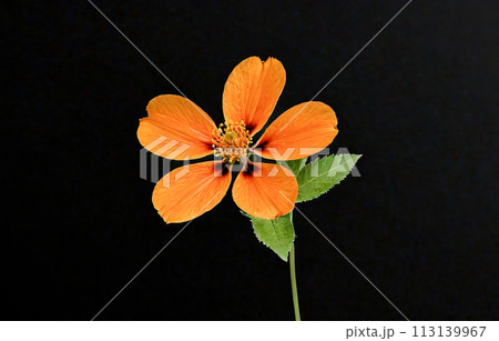 Orange bloom with five petals, dark backdrop. Petals show vibrant color, soft texture. Detailed stamen in center, small yellow grains of pollen. 113139967