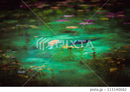 神秘的な睡蓮の花　 113140082