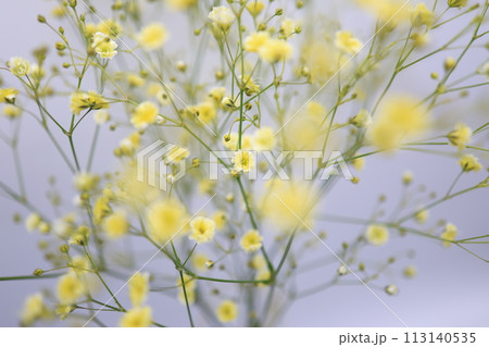 白バックの黄色いカスミソウの花 白バックの黄色いカスミソウの花 113140535