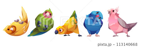 Parrot characters with multicolored feathers. 113140668