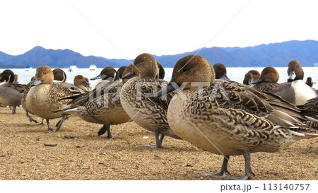 カモ 猪苗代湖 カモ 猪苗代湖 113140757