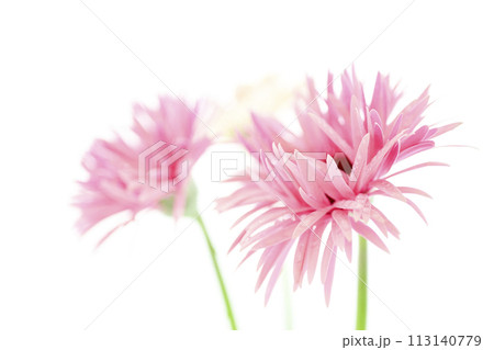 明るいピンクのガーベラ 113140779