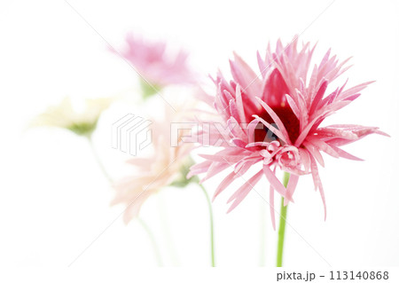 明るいピンクのガーベラ 113140868
