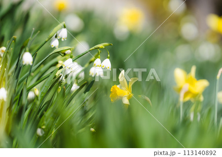 スノードロップ＆水仙 113140892