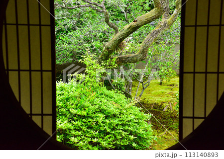 京都市 泉涌寺別院 雲龍院 新緑 113140893