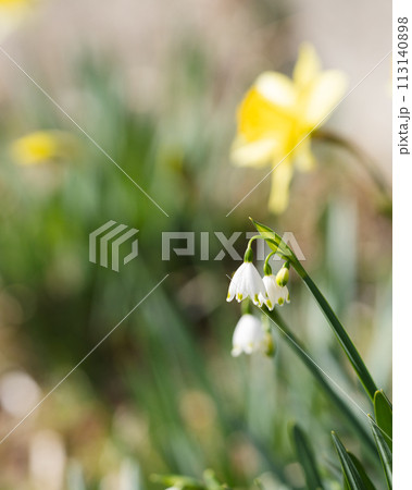 スノードロップ　コピースペース 113140898