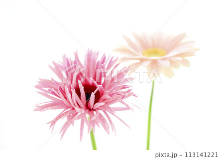 明るいピンクのガーベラ 113141221