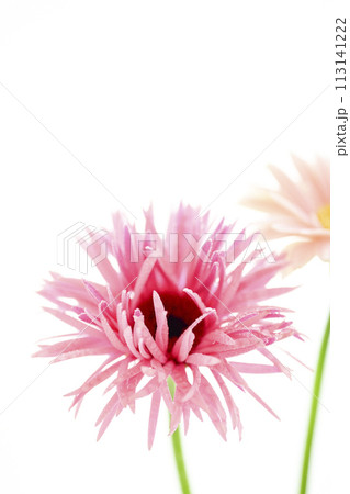 明るいピンクのガーベラ 明るいピンクのガーベラ 113141222