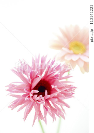 明るいピンクのガーベラ 113141223