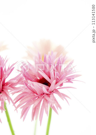 明るいピンクのガーベラ 113141580
