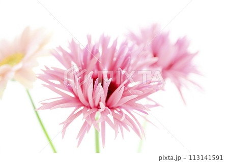 明るいピンクのガーベラ 明るいピンクのガーベラ 113141591