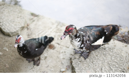 龍潭池のほとりで休むバリケンの親子 113142056